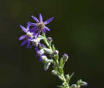 Eastern silver aster